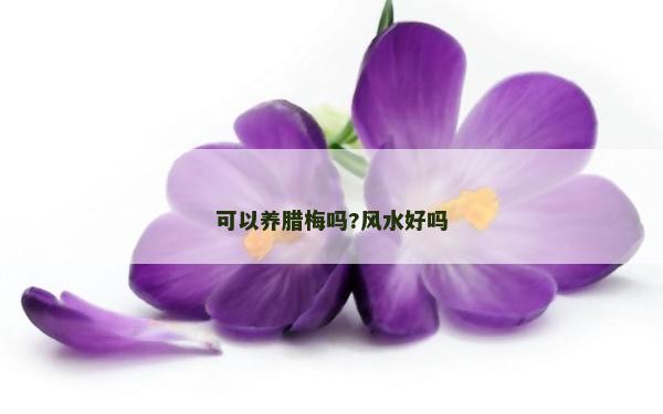 可以養臘梅嗎?風水好嗎