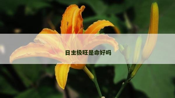 日主極旺是命好嗎