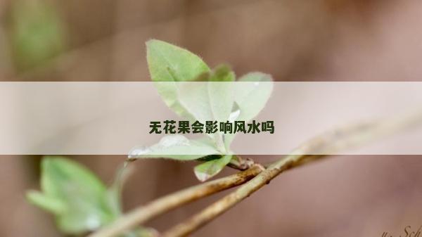 無花果會影響風水嗎