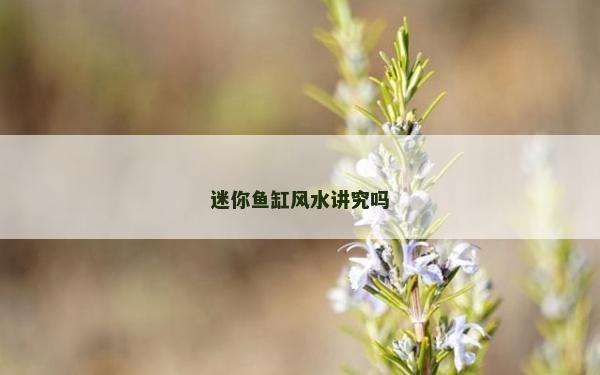 迷你魚缸風(fēng)水講究嗎