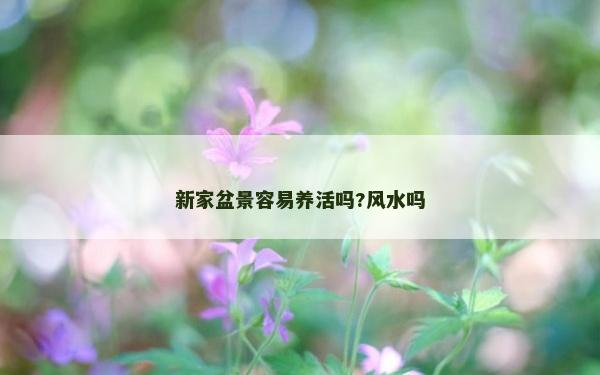 新家盆景容易養(yǎng)活嗎?風水嗎