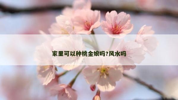 家里可以種桃金娘嗎?風水嗎