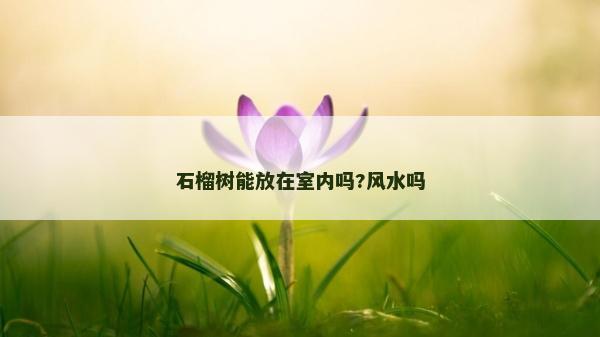 石榴樹能放在室內嗎?風水嗎 石榴樹能放在室內嗎?風水嗎