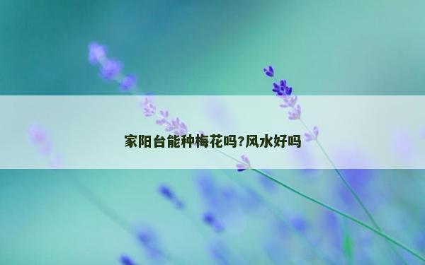 家陽臺能種梅花嗎?風水好嗎