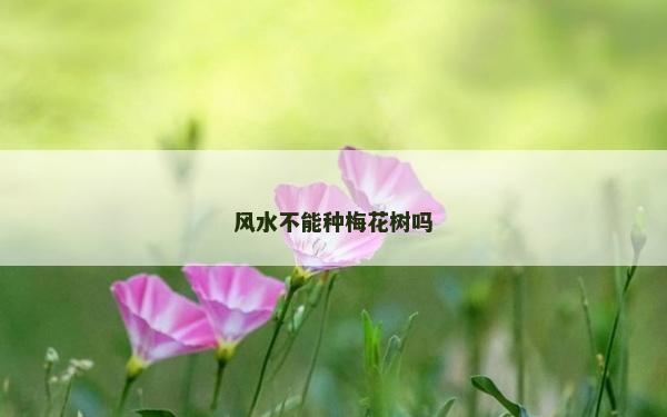 風水不能種梅花樹嗎