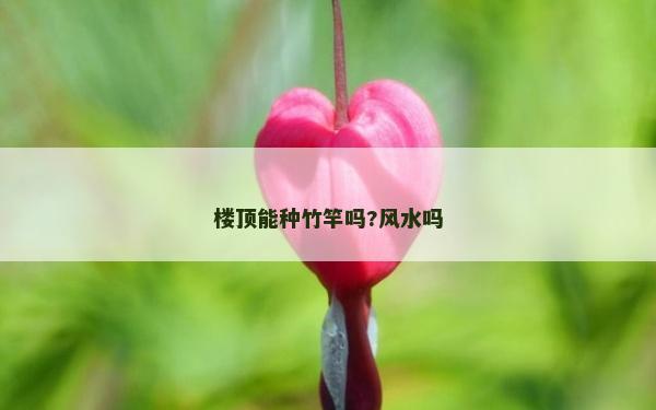 樓頂能種竹竿嗎?風(fēng)水嗎