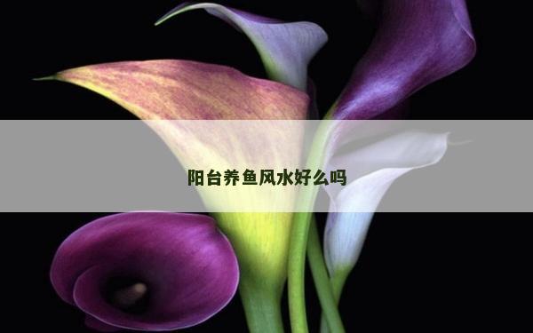 陽臺養魚風水好么嗎