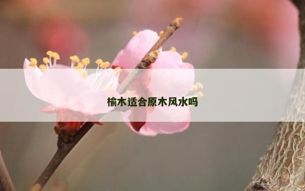 榆木適合原木風水嗎