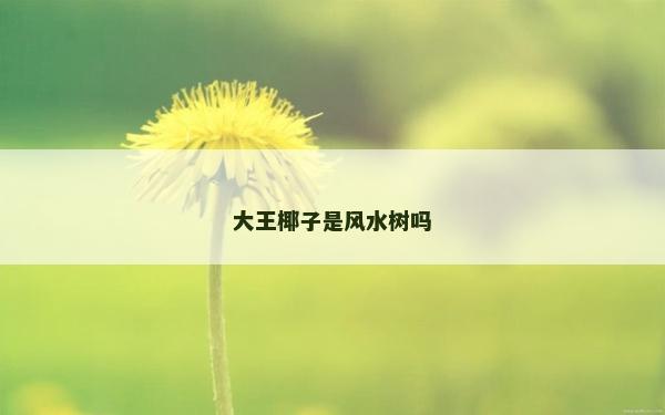 大王椰子是風水樹嗎
