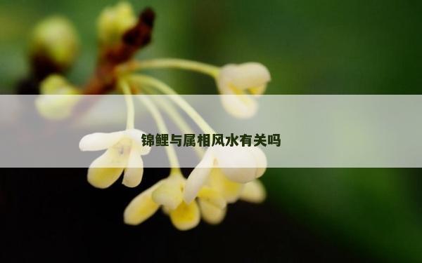 錦鯉與屬相風水有關嗎