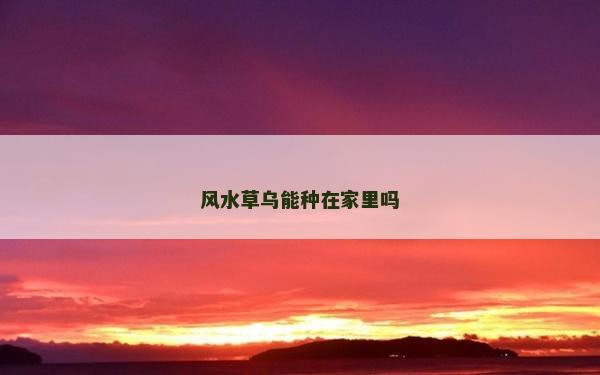 風(fēng)水草烏能種在家里嗎