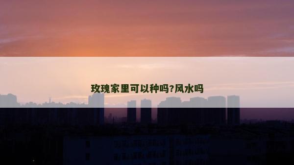 玫瑰家里可以種嗎?風水嗎