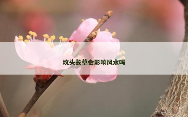 墳頭長草會影響風水嗎