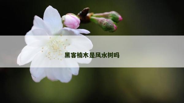 黑客楠木是風水樹嗎