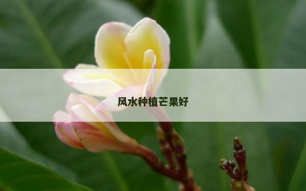 風水種植芒果好