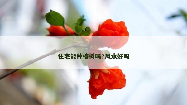 住宅能種榕樹嗎?風(fēng)水好嗎 住宅能種榕樹嗎?風(fēng)水好嗎