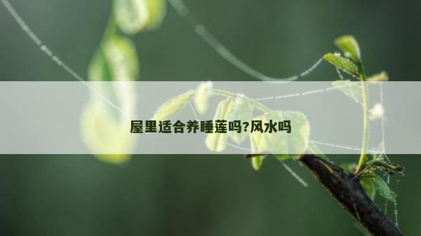 屋里適合養睡蓮嗎?風水嗎