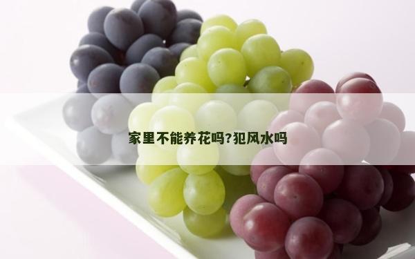 家里不能養花嗎?犯風水嗎 家里不能養花嗎?犯風水嗎