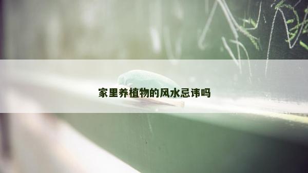 家里養(yǎng)植物的風(fēng)水忌諱嗎