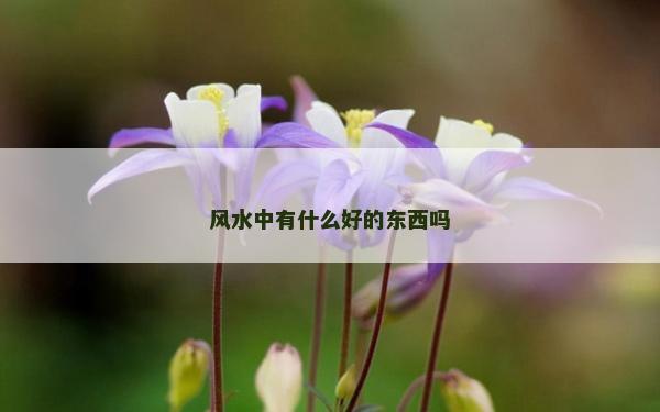 風水中有什么好的東西嗎 風水中有什么好的東西嗎