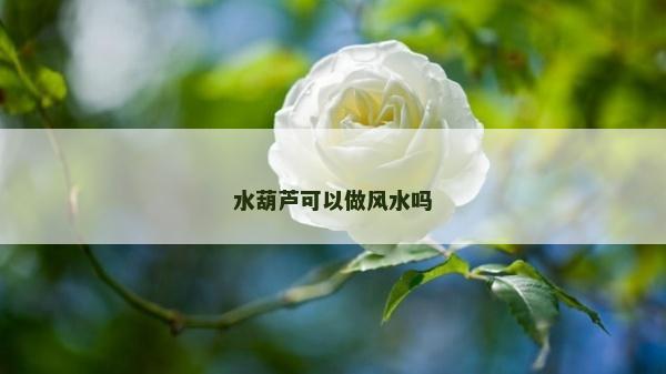 水葫蘆可以做風水嗎