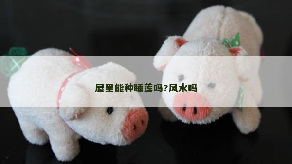 屋里能種睡蓮嗎?風水嗎