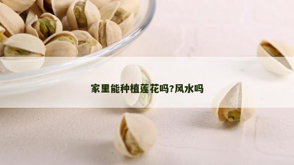 家里能種植蓮花嗎?風水嗎
