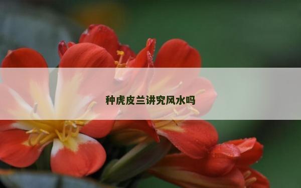 種虎皮蘭講究風(fēng)水嗎