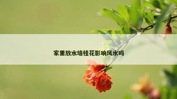 家里放水培桂花影響風水嗎