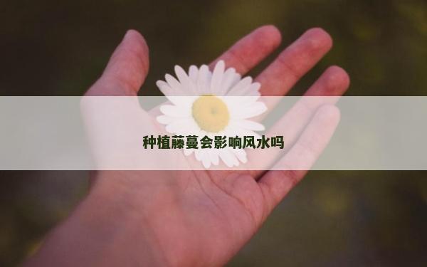 種植藤蔓會影響風水嗎 種植藤蔓會影響風水嗎