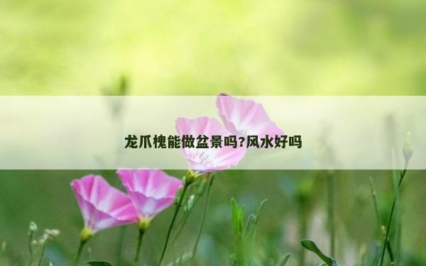 龍爪槐能做盆景嗎?風水好嗎 龍爪槐能做盆景嗎?風水好嗎