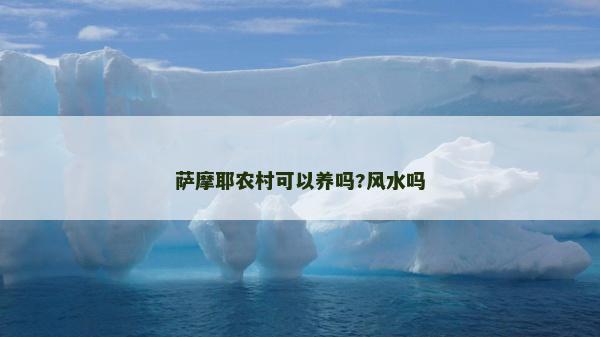 薩摩耶農村可以養(yǎng)嗎?風水嗎