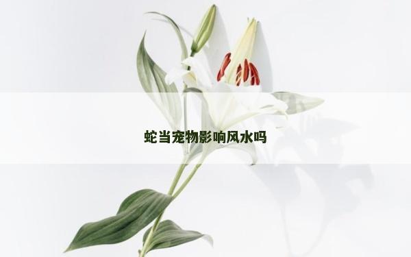 蛇當(dāng)寵物影響風(fēng)水嗎