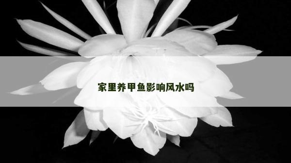 家里養(yǎng)甲魚影響風(fēng)水嗎