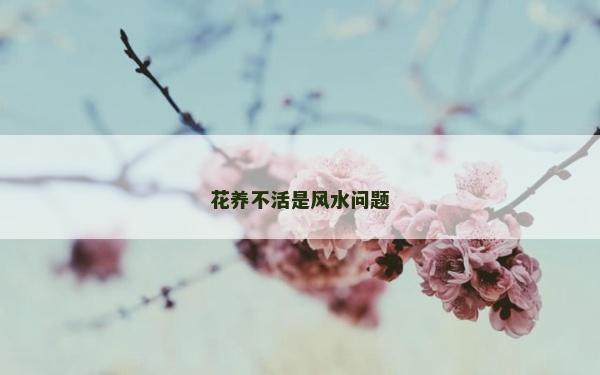花養不活是風水問題
