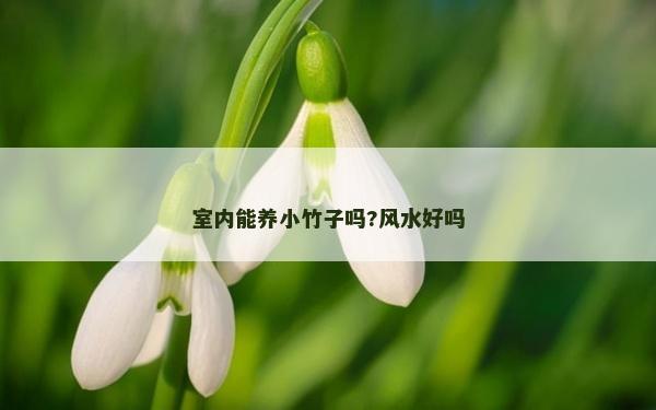 室內能養小竹子嗎?風水好嗎