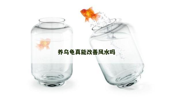 養烏龜真能改善風水嗎