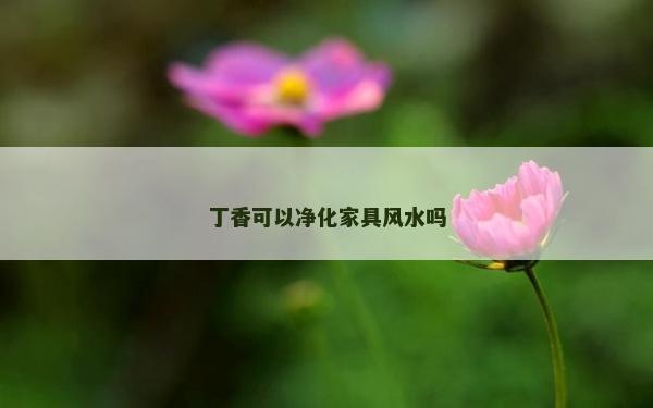 丁香可以凈化家具風水嗎