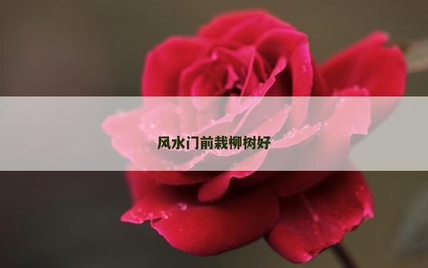 風水門前栽柳樹好 風水門前栽柳樹好