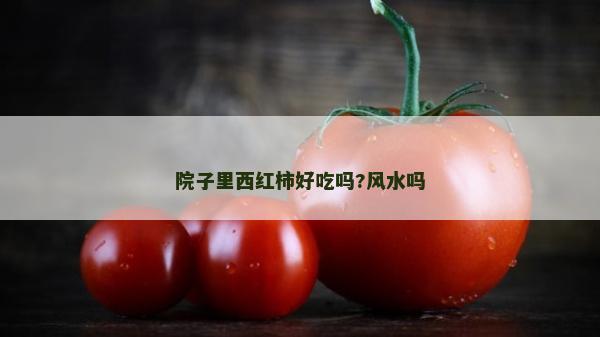 院子里西紅柿好吃嗎?風(fēng)水嗎