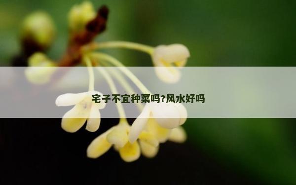宅子不宜種菜嗎?風水好嗎