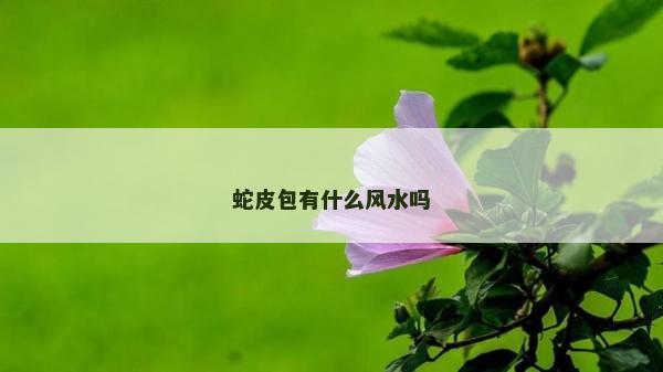 蛇皮包有什么風水嗎