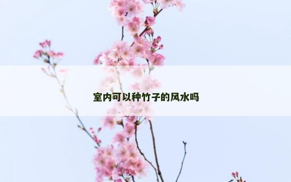 室內(nèi)可以種竹子的風(fēng)水嗎 室內(nèi)可以種竹子的風(fēng)水嗎