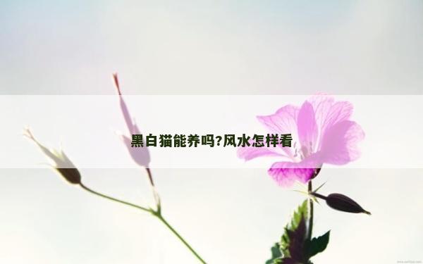 黑白貓能養嗎?風水怎樣看