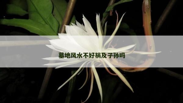 墓地風水不好禍及子孫嗎