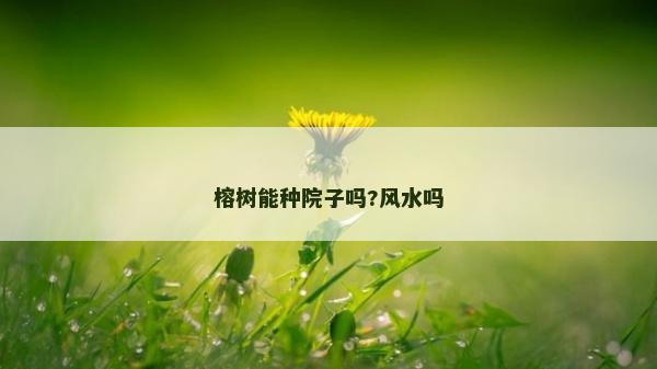 榕樹能種院子嗎?風水嗎