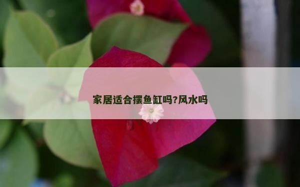 家居適合擺魚缸嗎?風水嗎