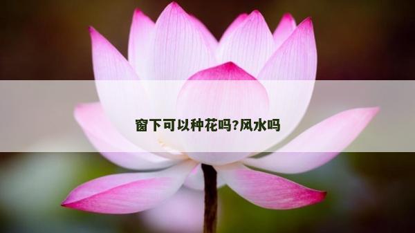 窗下可以種花嗎?風水嗎