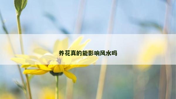養(yǎng)花真的能影響風水嗎