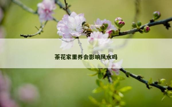 茶花家里養會影響風水嗎